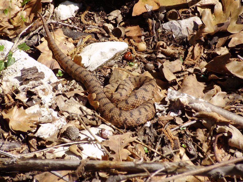 Per serpenti 3